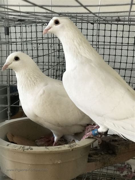 All white Homing pigeonsDoves 220 Disputanta 13 White pigeons 219 Cary 40 rolling pigeons 219 Lancaster 15 Pigeons for sale 217 Riegelwood 10 no image Gamefowl ducks and fantail pigeons 217 Fairmont 1 Pigeons babies 215 Annandale 20 Racing homing pigeons 215 Springfield 20 . . White homing pigeons for sale near me craigslist